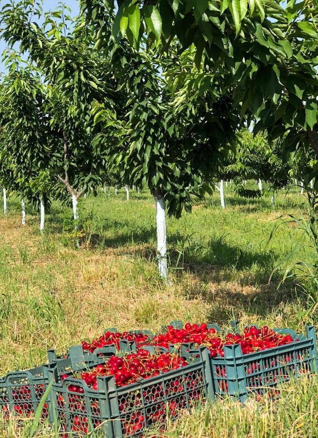 Finca Idoize Camping Hotel Akhmeta Buitenkant foto